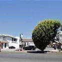 Tree removed by space shuttle. (c) LA TIMES