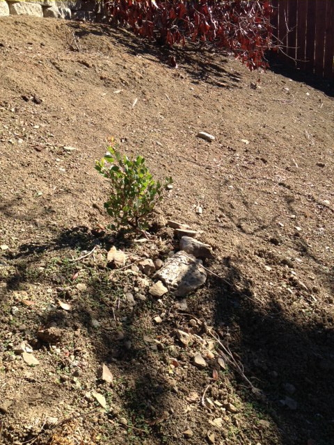 Just planted manzanita.