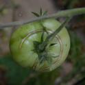 Cracked green tomato, 'Mr. Stripey'. (photos by Erin Mahaney)