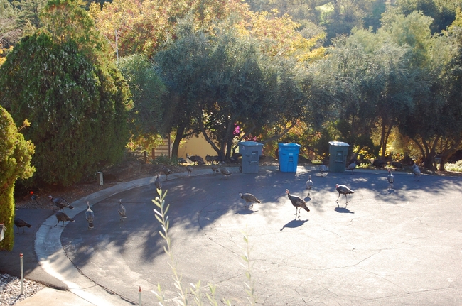 A rafter of wild turkeys makes its way to a sunny, suburban olive grove in northwest Vacaville. (photo by Kathy Thomas-Rico)