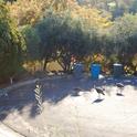 A rafter of wild turkeys makes its way to a sunny, suburban olive grove in northwest Vacaville. (photo by Kathy Thomas-Rico)