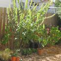 S. mexicana, one in pot and one in ground. (photos by Susan Croissant)