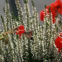 Macroglossum stellatarum. (photos by Keith Arrol)