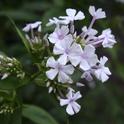 Garden phlox. (photos by Jennifer Baumbach)