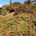 Pyracantha hillside. (photos by Trisha Rose)