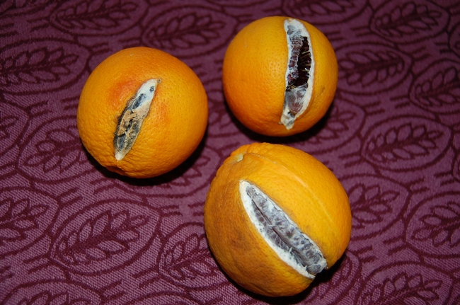 split oranges