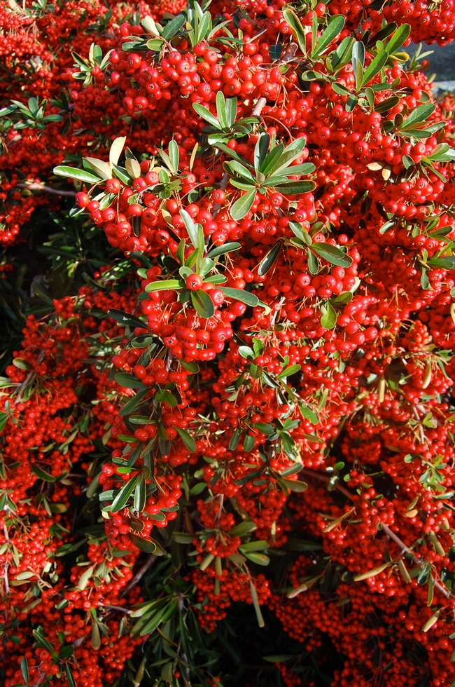 A spectacular display of color can be seen on this firethorn (Pyracantha coccinea 'Red Column') on Nelson Road, between Vacavillen and Fairfield