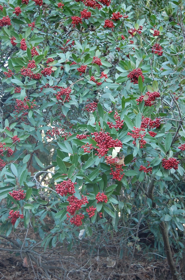 Toyon (Heteromeles arbutifolia) is a California native that puts on a show of color in early winter, explaining its common name: Christmas berry