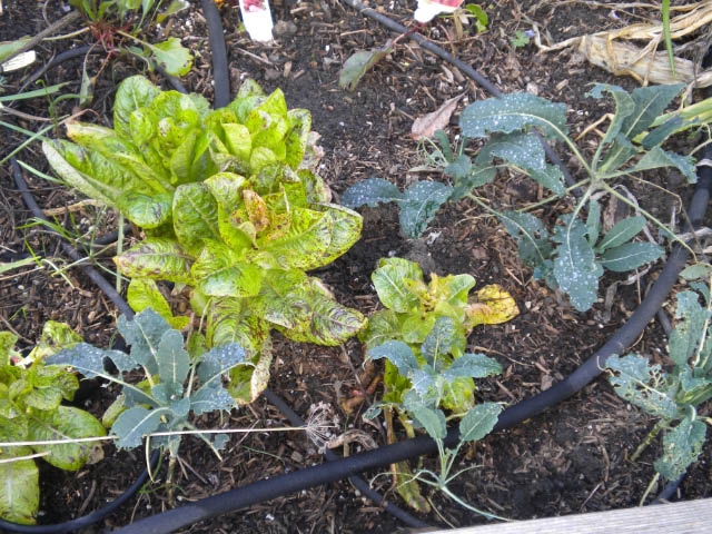 lettuce in the yard