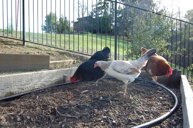 Three hens - Eleanor (from left), Amelia and Rosie, hunting and pecking for insects in our fallow raised beds.