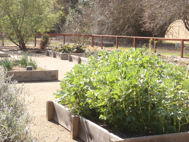 Raised beds.