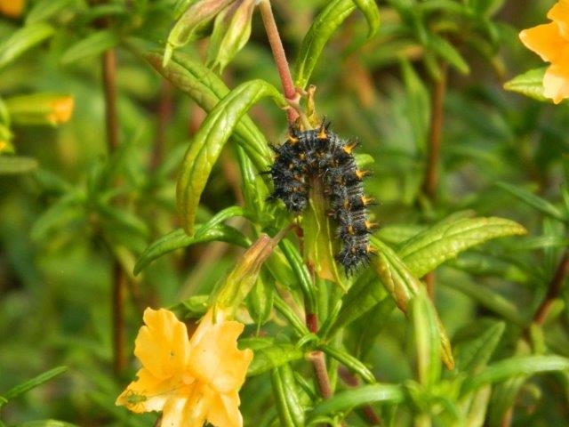 Rockville caterpillar