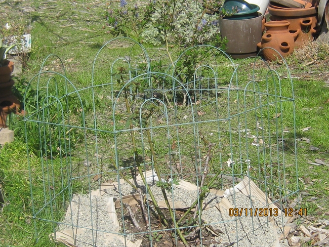 Rose pruned. photos by Susan Croissant