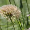 Salsify flower. (photos by Jennifer Baumbach)