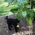 Marco, plant-eating puppy. photo by Trisha Rose