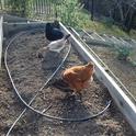 In February, our three hens were welcome to forage in the fallow raised beds. photos by Kathy Thomas-Rico