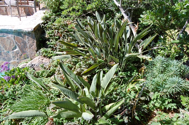 An established grouping of plants includes a few rather uninspiring birds of paradise. Perhaps the plants are no longer suited to the microclimate.