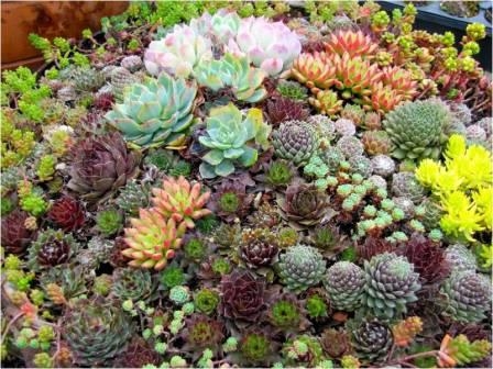 Variety of succulents. (photo from Recycle Reuse Renew Mother Earth Projects)