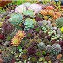Variety of succulents. (photo from Recycle Reuse Renew Mother Earth Projects)