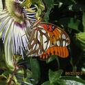 Fritillary butterfly on Passion Flower.