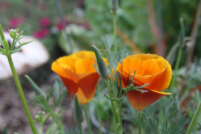 California poppy. (photo by Jennifer Baumbach)