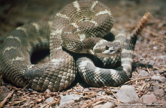 Rattlesnake (photo by Rex E. Marsh) from UC ANR Repository