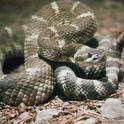 Rattlesnake (photo by Rex E. Marsh) from UC ANR Repository