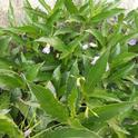 Leaves of the Mexican Petunia. (photos by Sharon Rico)