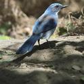 Noisy scrub jays thrive throughout California. They can be aggressive pests, but are lovely to look at. (photo by Jack Kelly Clark, UC Statewide IPM Program)
