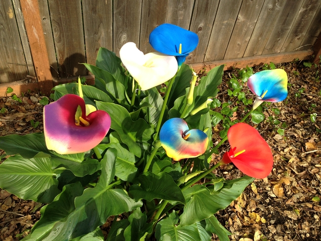 Colorful callas. (photos by Marian Chmieleski)