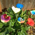 Colorful callas. (photos by Marian Chmieleski)