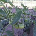 japanese tomato plant