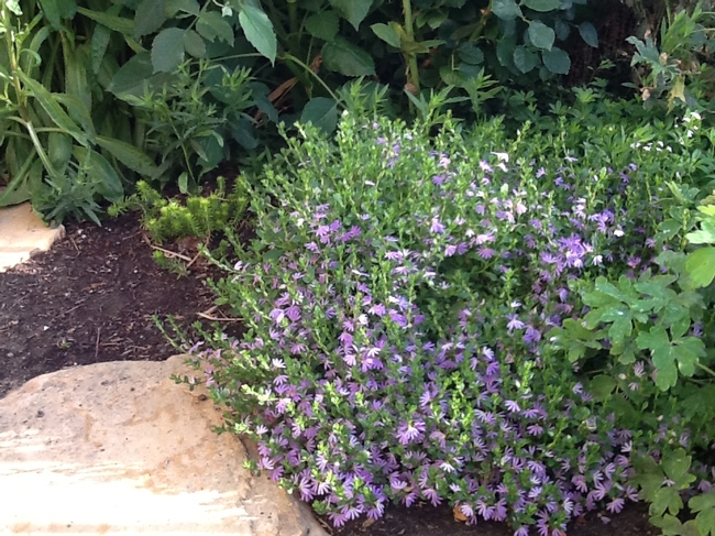 Scaevola in a shade garden. (Photos by Teresa Lavell)