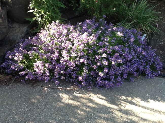 A morning shot of Scaevola in a hot spot!