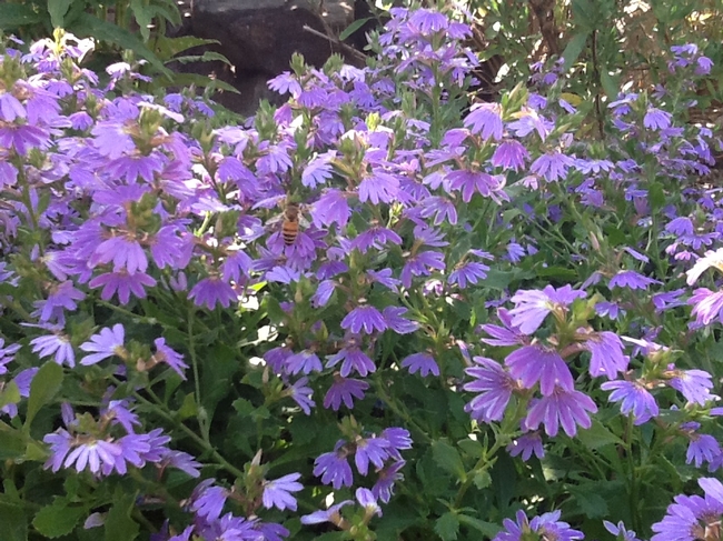 One of many bees enjoying the blooms!