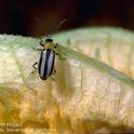 Western striped cucumber beetle - source: UC IPM website