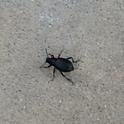 Ground Beetle (photos by JoEllen Myslik)