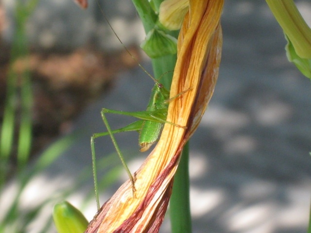 Katydid. (Photos by Marian Chmieleski)