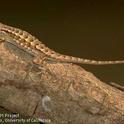 The heroic common western fence lizard!