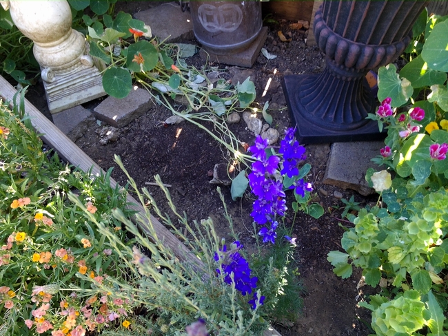 Blue of rocket larkspur, the green of the Bells of Ireland (see right) and the pink Clarkia.