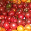 Tomatoes. (photo by Betty Homer)