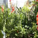 Gladiolus and tomatoes. (photos by Karen Metz)