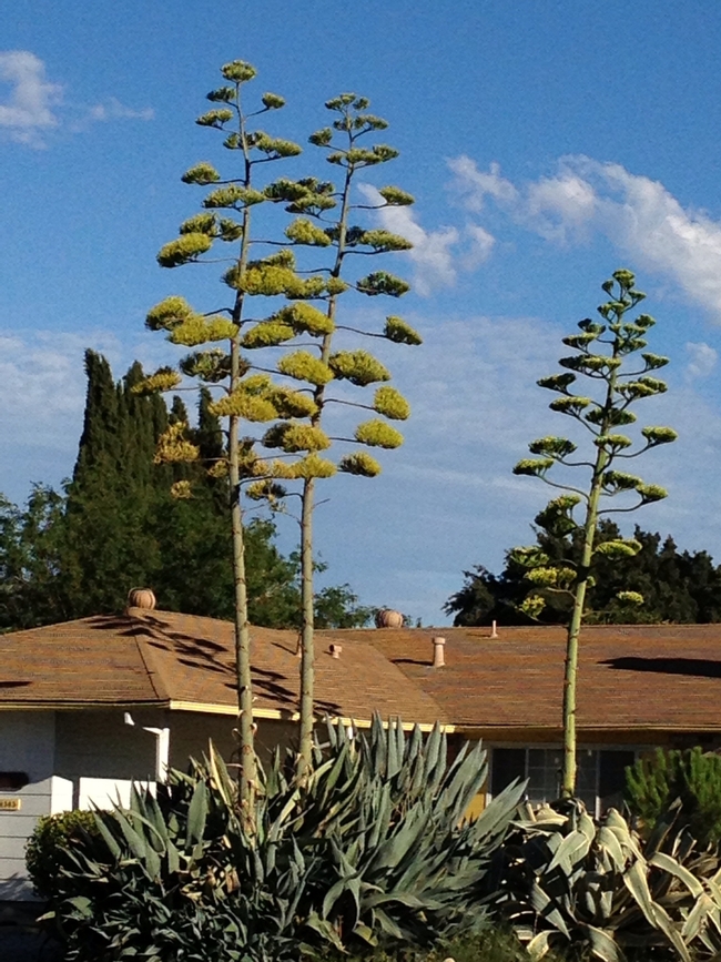 Interesting, yellow flowers adorn the large spikes.