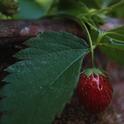 A strawberry dangles from a pot. (photos by Jennifer Baumbach)