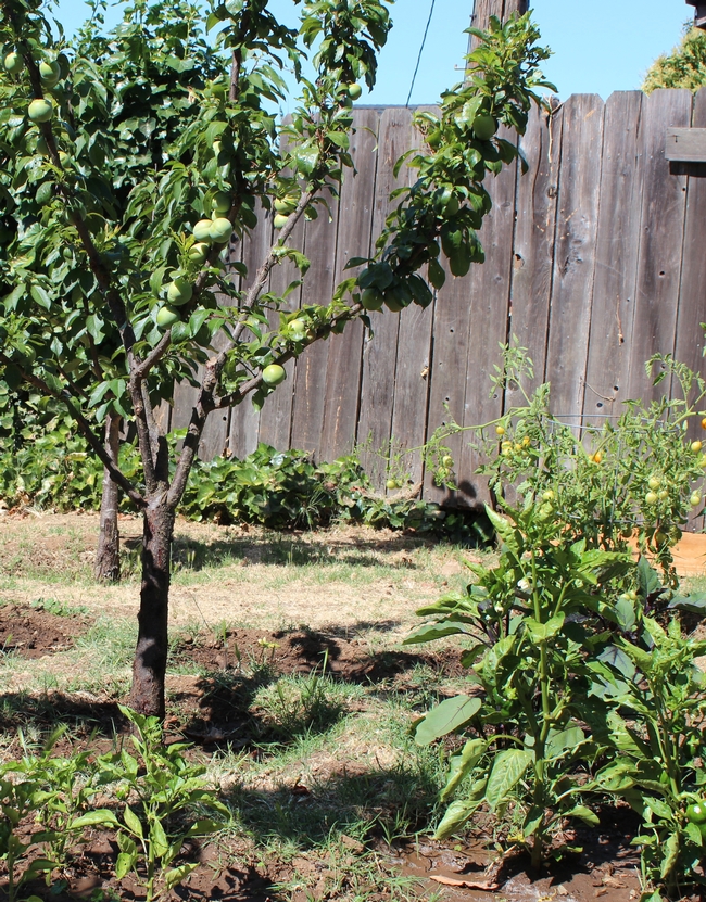 Apple tree, peppers and tomatoes.