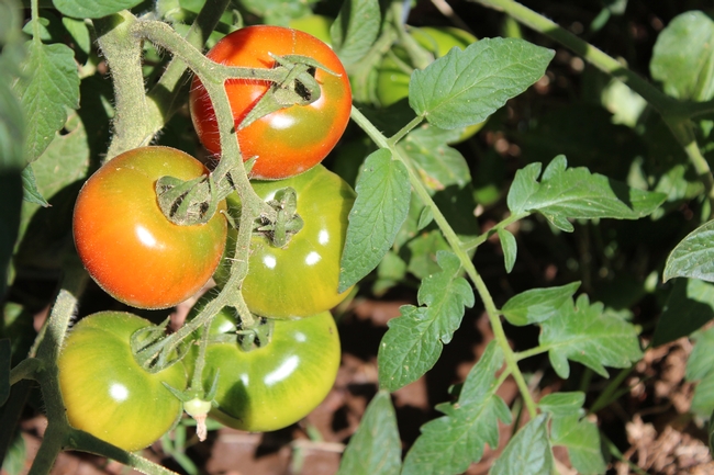 Vine-ripening tomatoes.