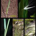 Foxtail barley (photo from UC IPM)