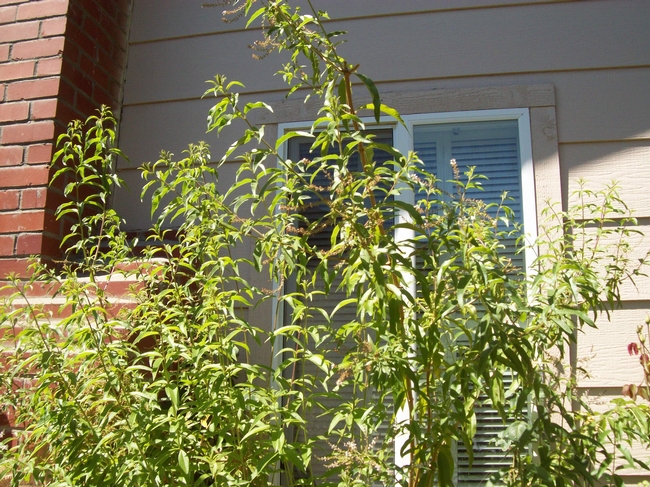 Lemon verbena plant.