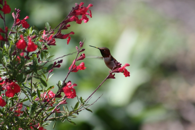 Rufous hummingbird visiting a 'Lipstick' sage. (photo by Jennifer Baumbach)