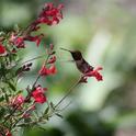 Rufous hummingbird visiting a 'Lipstick' sage. (photo by Jennifer Baumbach)